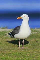 Western Gull